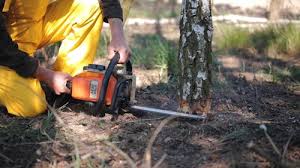 Best Seasonal Cleanup (Spring/Fall)  in Lynden, WA